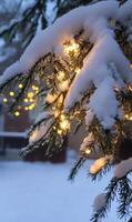 Snow laden evergreen branch adorned with festive winter lights creating a tranquil scene photo