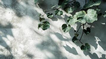 Sunlit foliage gracefully drapes across textured wall casting gentle shadows and inviting serenity photo
