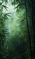 Mystical bamboo grove bathed in soft light, capturing the tranquil essence of nature photo