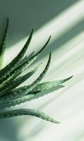 Elegant Aloe Vera Plant Displayed with Sharp Lines and Gentle Shadows on a Light Surface photo