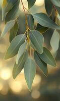 Eucalyptus foliage with blurred background capturing serene natural textures with golden bokeh photo