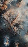 Delicate frost crystals adorn pine needles, creating ethereal winter ambiance and texture photo