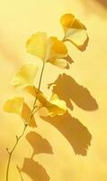 Gingko elegance radiating golden hues creating delicate botanical harmony with shadows photo