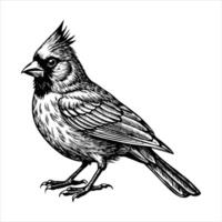 Cardinal Bird Sketch vector