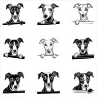 Peeking Whippet Dog vector