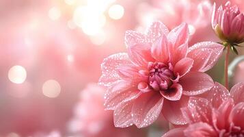 Pink dahlia flowers showcase full blooms with morning dew drops, creating ethereal garden scene through soft sunlight and delicate petal details against bokeh effect. dahlia photo