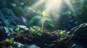 Sunbeams pierce through young green seedlings in magical morning light, showcasing delicate sprouts emerging from rich soil with ethereal glow and soft bokeh effect. organic photo