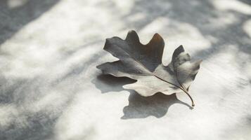 Solitary oak leaf resting on a textured surface bathed in dappled sunlight pattern photo