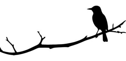 Bird on a branch silhouette vector