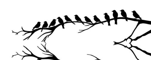 A group of birds sitting on a branch vector