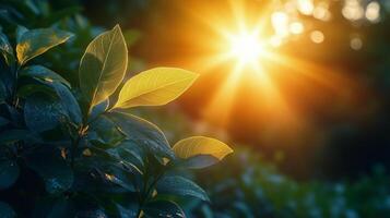Sunlight filtering through leaves in a serene garden at dawn. photo