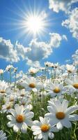 Bright daisies bloom under a vibrant sky on a sunny spring day in a lush field. photo