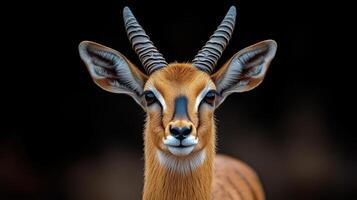 Young antelope with distinctive horns in a natural setting during daylight. photo