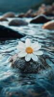 Delicate white flower rests on a rock in calm water during the golden hour by a serene lakeside. photo