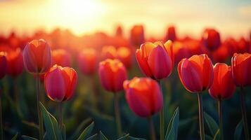 Vibrant tulip field at sunset creating a picturesque landscape in springtime. photo