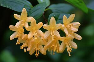 Bright yellow flowers bloom amidst lush green foliage in a serene garden setting. photo