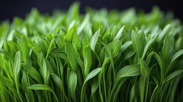 Fresh green grass growing in dense clusters under natural light in a dark background. photo