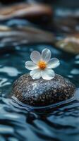 White flower resting on a smooth stone in tranquil water under soft light. photo