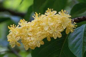 Yellow flowers bloom abundantly on a branch in a lush green garden during springtime. photo