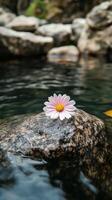 Delicate flower resting on a smooth rock in tranquil water during daylight. photo