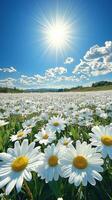 Bright sun shining over a field of blooming daisies in springtime. photo
