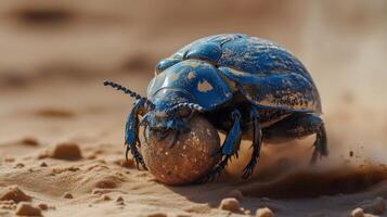 Blue beetle rolling a ball of dung across sandy terrain in the afternoon sunlight. photo