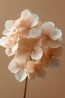 Soft pastel hydrangea blooms arranged gracefully on a neutral background for an elegant display. photo