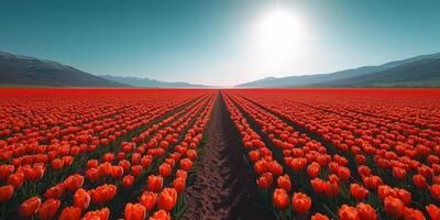 Vibrant tulip field under a clear sky in early springtime. photo