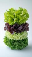 Freshly stacked variety of lettuce showcasing vibrant colors and textures in natural light photo