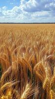 Wheat field under a blue sky with fluffy clouds during the summer season photo