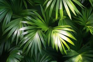 Lush green palm leaves capturing sunlight in a tropical setting photo