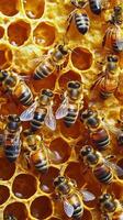 Bees gathering nectar and creating honey in a beehive during a sunny afternoon in the countryside photo