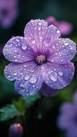 A purple flower with water droplets on it photo