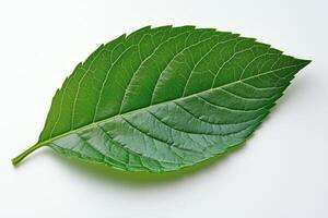 Detailed close-up of a green leaf showcasing intricate vein patterns on a light background photo