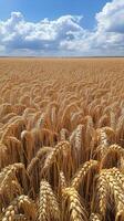 A field of ripe wheat is shown under a blue sky photo