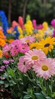 Colorful garden filled with blooming flowers during sunny day in spring photo