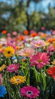 A field of colorful flowers with a blurry background photo