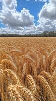 A field of ripe wheat under a blue sky photo