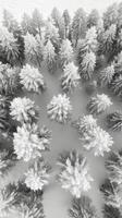 An aerial view of a snowy forest photo