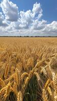 A field of ripe wheat with blue sky and clouds photo