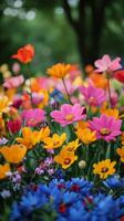 Colorful flowers in a garden photo