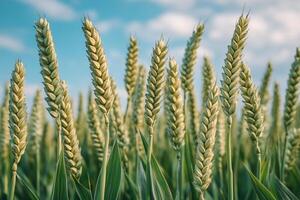 Field of ripening wheat under a blue sky with fluffy clouds in a rural area during summer photo