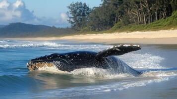 Dark-colored whale swimming in clear water near a sandy beach photo