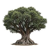 An old olive tree with roots on a white background photo