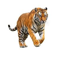 A tiger is walking on a white background photo