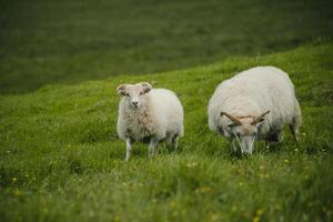 Pair of Icelandic sheep grazing on lush green grass. One looks directly at the camera, while the other feeds peacefully. A serene scene showcasing Icelandic rural charm photo