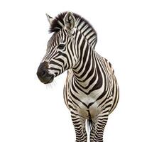 A zebra standing in front of a white background photo