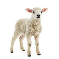 A lamb is standing in front of a white background photo