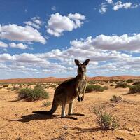 A kangaroo standing in the middle of a desert photo
