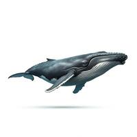 Humpback whale isolated on white background 3d illustration photo